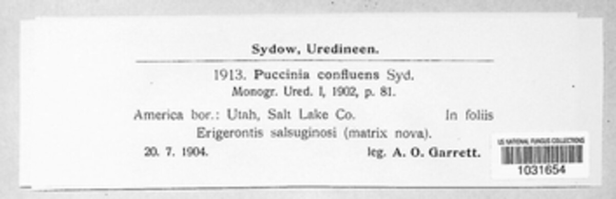 Puccinia confluens image